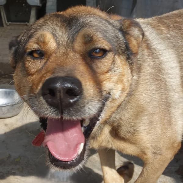 Iliana, female German Shepherd for adoption at Griechische Pfötchen suchen ein Zuhause e.V., Norderstedt