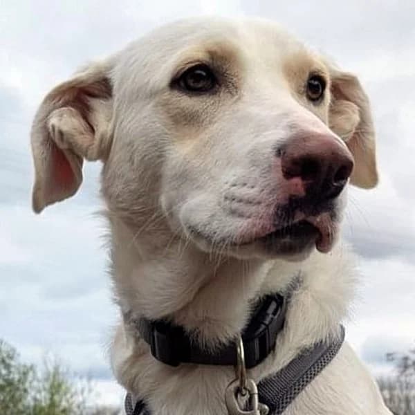 Irianna wartet in 66482 Zweibrücken, female mixed breed for adoption at Griechische Pfötchen suchen ein Zuhause e.V., Norderstedt