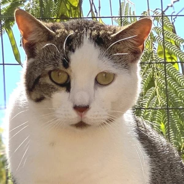 Ivan, mixed breed for adoption at Griechische Pfötchen suchen ein Zuhause e.V., Norderstedt