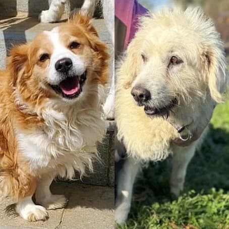Johnny und Max, male Mixed Breed for adoption at Griechische Pfötchen suchen ein Zuhause e.V., Norderstedt