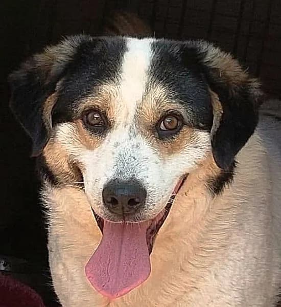 Jordana, female Mixed Breed for adoption at Griechische Pfötchen suchen ein Zuhause e.V., Norderstedt