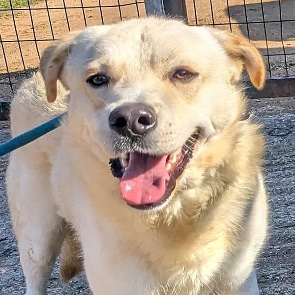 Kalle, male Mixed Breed for adoption at Griechische Pfötchen suchen ein Zuhause e.V., Norderstedt