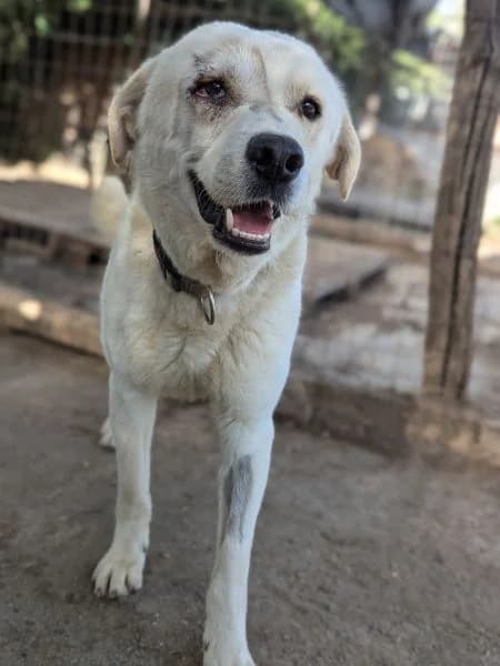 Kenny, male Mixed Breed for adoption at Griechische Pfötchen suchen ein Zuhause e.V., Norderstedt