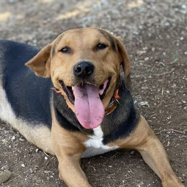 Kitsos, male mixed breed for adoption at Griechische Pfötchen suchen ein Zuhause e.V., Norderstedt
