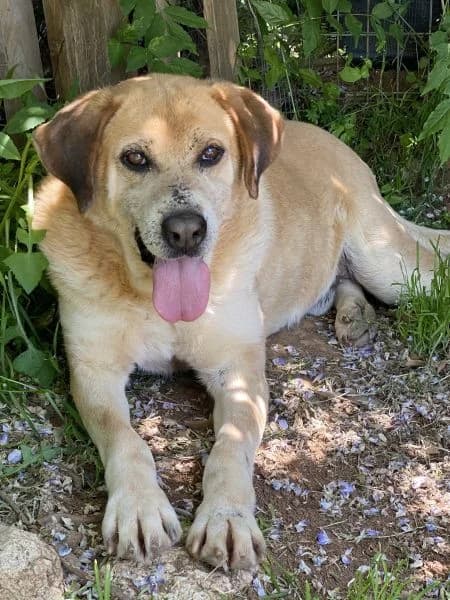 Kleon, male Mixed Breed for adoption at Griechische Pfötchen suchen ein Zuhause e.V., Norderstedt
