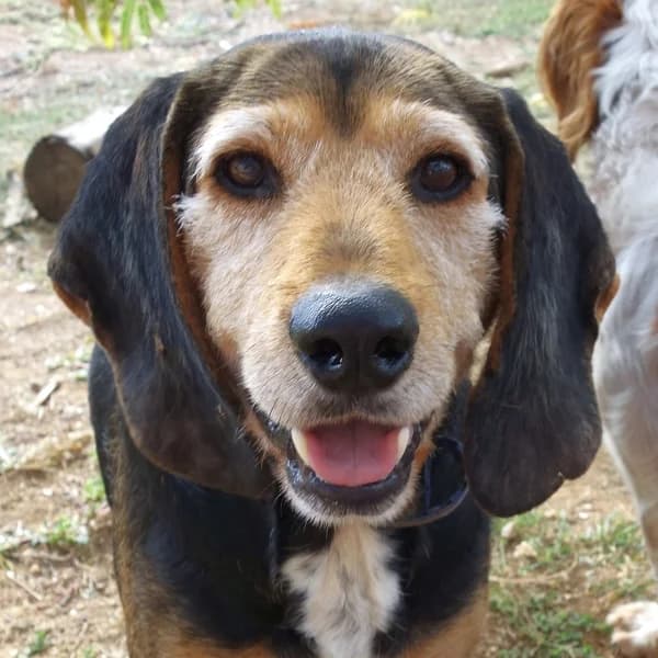 Kostas, male Mixed Breed for adoption at Griechische Pfötchen suchen ein Zuhause e.V., Norderstedt