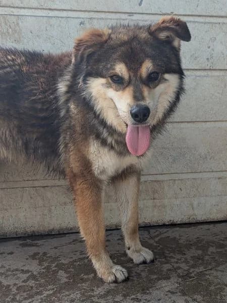 Kyros, male Mixed Breed for adoption at Griechische Pfötchen suchen ein Zuhause e.V., Norderstedt