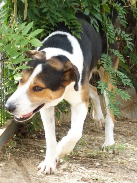 Lelekas ist bald auf seiner Pflegestelle in 49324 Melle, male Mixed Breed for adoption at Griechische Pfötchen suchen ein Zuhause e.V., Norderstedt