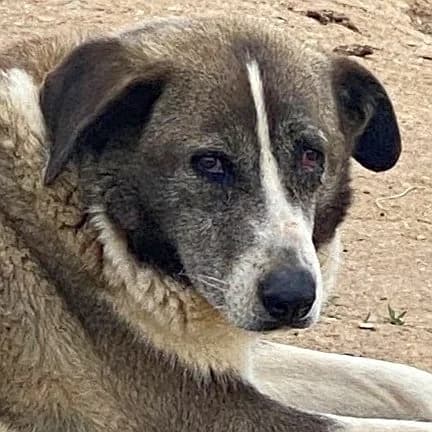 Lena – lebt als Rudelchefin im Tierheim-Freilauf, female Mixed Breed for adoption at Griechische Pfötchen suchen ein Zuhause e.V., Norderstedt