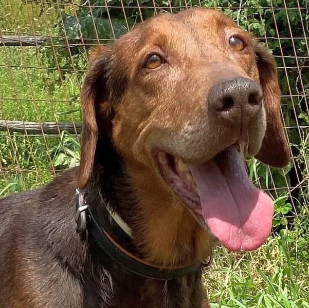 Lizoula, female mixed breed for adoption at Griechische Pfötchen suchen ein Zuhause e.V., Norderstedt