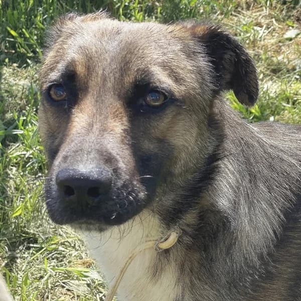 Logan, male German Shepherd for adoption at Griechische Pfötchen suchen ein Zuhause e.V., Norderstedt