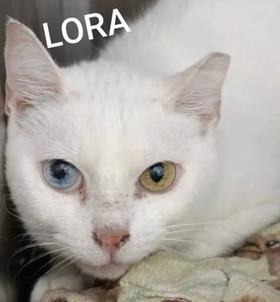 Lora, female European Shorthair for adoption at Griechische Pfötchen suchen ein Zuhause e.V., Norderstedt
