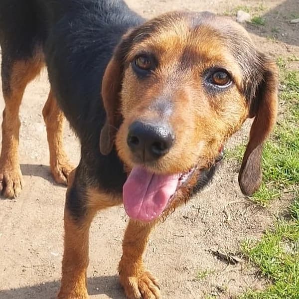 Loreen ist bald auf ihrer Pflegestelle in 20535 Hamburg, female mixed breed for adoption at Griechische Pfötchen suchen ein Zuhause e.V., Norderstedt