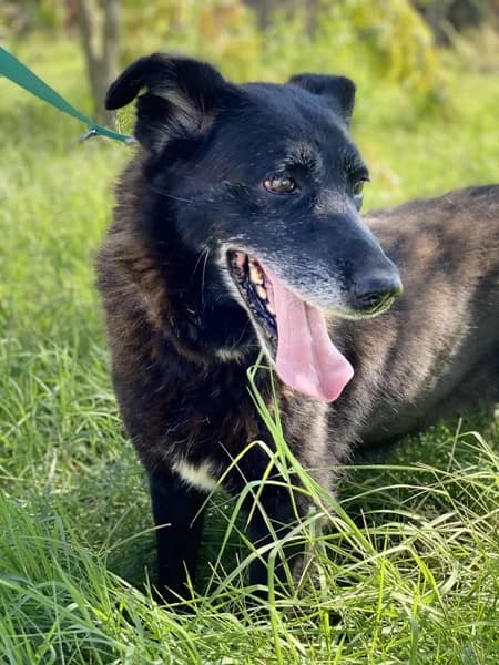 Lotta wartet im Tierpflegenest in 71522 Backnang, female Mixed Breed for adoption at Griechische Pfötchen suchen ein Zuhause e.V., Norderstedt