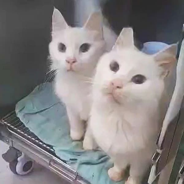 Louis & Lino, mixed breed for adoption at Griechische Pfötchen suchen ein Zuhause e.V., Norderstedt