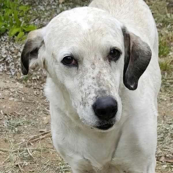 Luna, female Mixed Breed for adoption at Griechische Pfötchen suchen ein Zuhause e.V., Norderstedt
