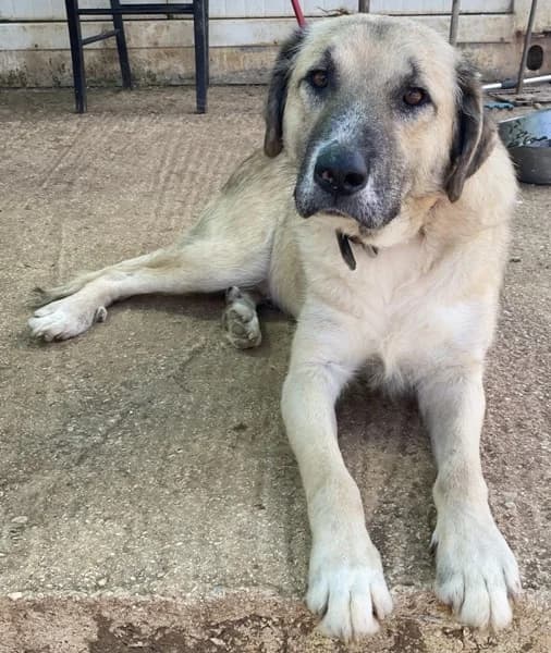 Malamas, male Mixed Breed for adoption at Griechische Pfötchen suchen ein Zuhause e.V., Norderstedt