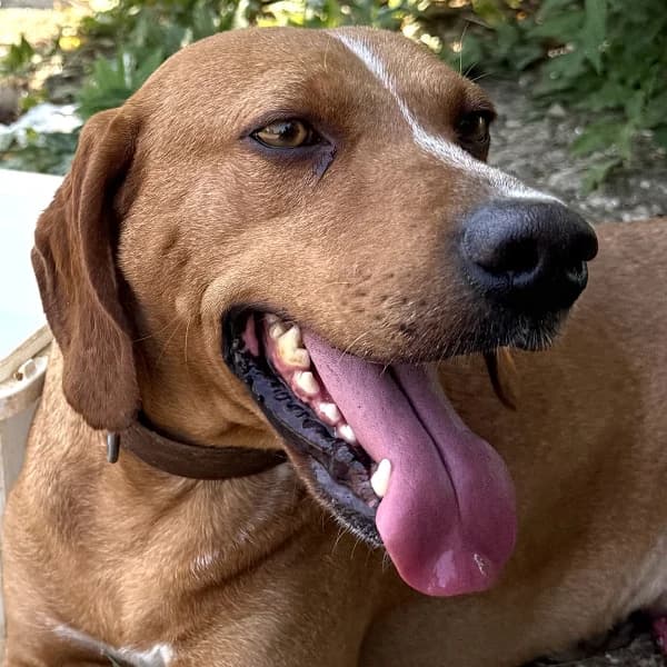 Manny, male Mixed Breed for adoption at Griechische Pfötchen suchen ein Zuhause e.V., Norderstedt