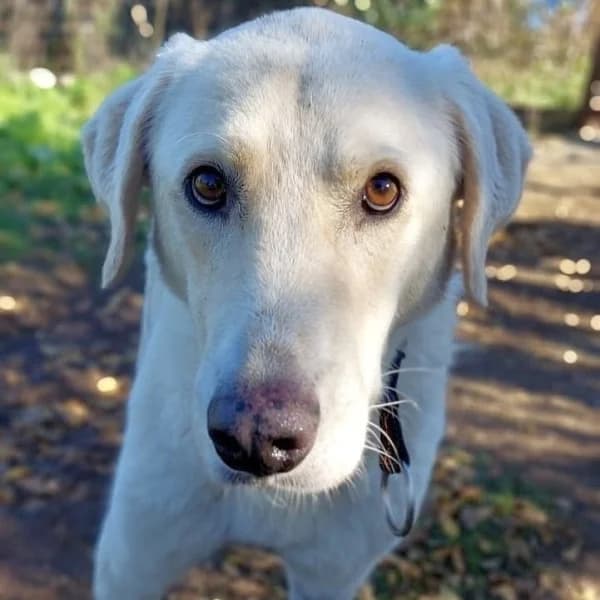 Manthos, male Mixed Breed for adoption at Griechische Pfötchen suchen ein Zuhause e.V., Norderstedt