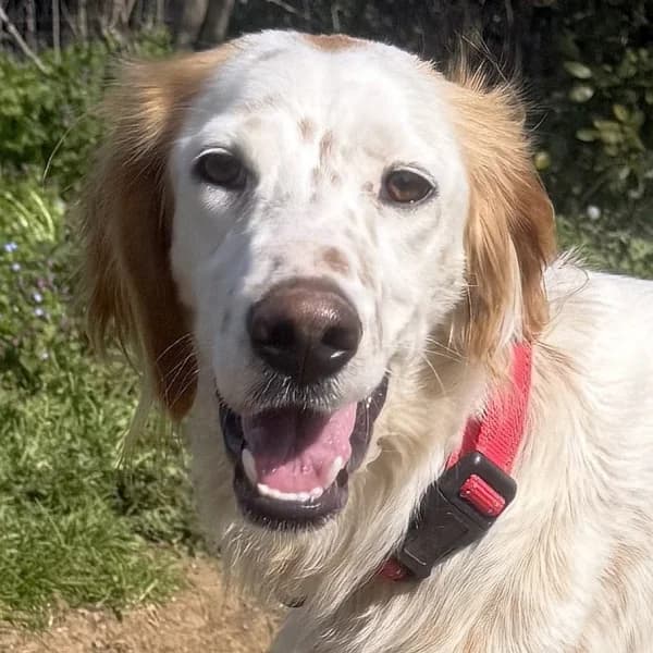 Marilia, female mixed breed for adoption at Griechische Pfötchen suchen ein Zuhause e.V., Norderstedt