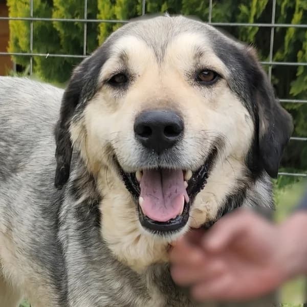 Martina, female Mixed Breed for adoption at Griechische Pfötchen suchen ein Zuhause e.V., Norderstedt