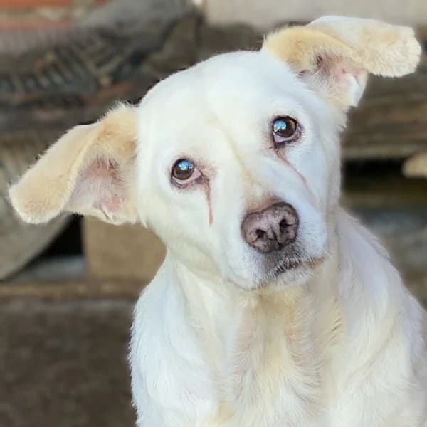 Milka, female Mixed Breed for adoption at Griechische Pfötchen suchen ein Zuhause e.V., Norderstedt