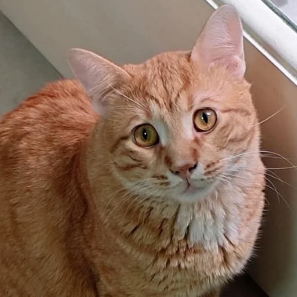 Mio wartet in 66386 St. Ingbert, mixed breed for adoption at Griechische Pfötchen suchen ein Zuhause e.V., Norderstedt