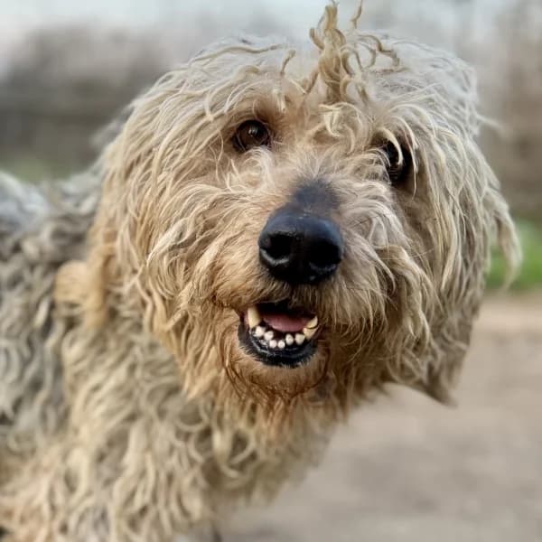 Mitso, male Mixed Breed for adoption at Griechische Pfötchen suchen ein Zuhause e.V., Norderstedt