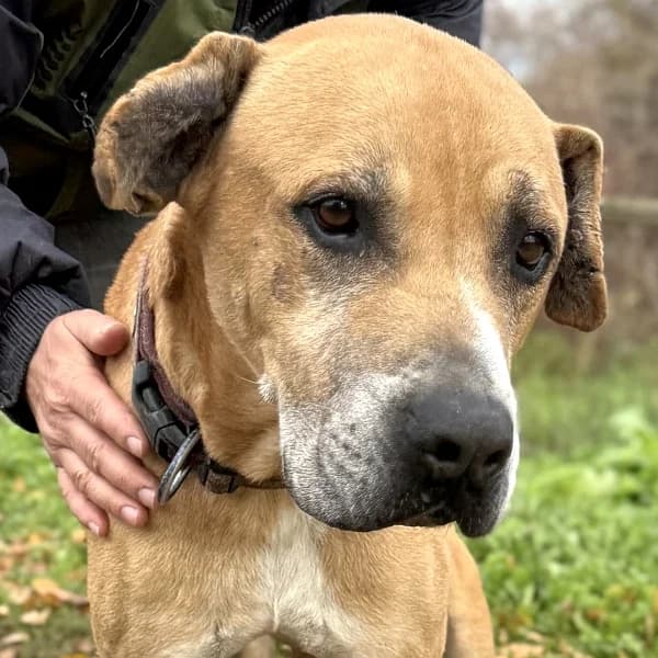 Nicolas – kann noch nicht vermittelt werden, male mixed breed for adoption at Griechische Pfötchen suchen ein Zuhause e.V., Norderstedt
