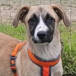 Noela – reserviert, female Mixed Breed for adoption at Griechische Pfötchen suchen ein Zuhause e.V., Norderstedt