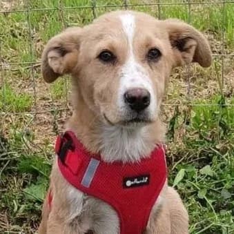 Norman, male Mixed Breed for adoption at Griechische Pfötchen suchen ein Zuhause e.V., Norderstedt