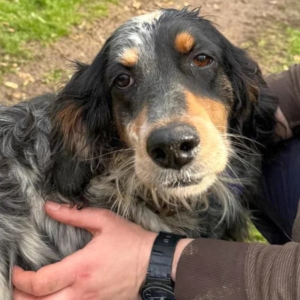 Paloma – reserviert, female English Setter for adoption at Griechische Pfötchen suchen ein Zuhause e.V., Norderstedt