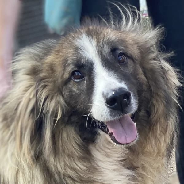 Panagos, male mixed breed for adoption at Griechische Pfötchen suchen ein Zuhause e.V., Norderstedt