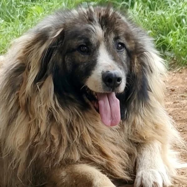 Panagos, male mixed breed for adoption at Griechische Pfötchen suchen ein Zuhause e.V., Norderstedt