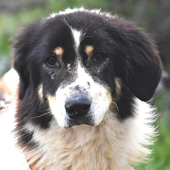 Peppe wartet in 91353 Hausen, male Mixed Breed for adoption at Griechische Pfötchen suchen ein Zuhause e.V., Norderstedt