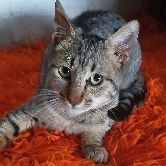 Pixel, mixed breed for adoption at Griechische Pfötchen suchen ein Zuhause e.V., Norderstedt