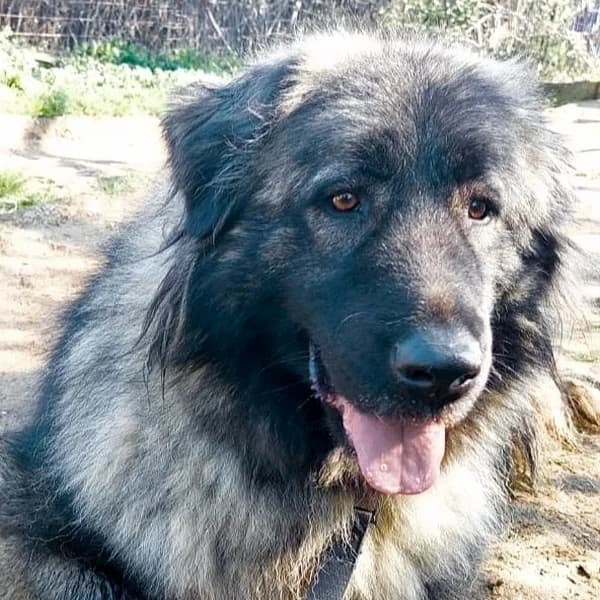 Rashida, female mixed breed for adoption at Griechische Pfötchen suchen ein Zuhause e.V., Norderstedt