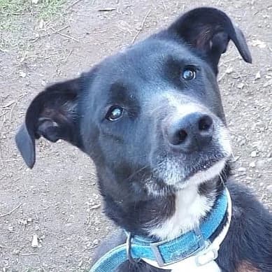 Remy, female Mixed Breed for adoption at Griechische Pfötchen suchen ein Zuhause e.V., Norderstedt