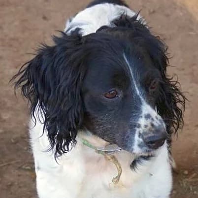 Renata, female mixed breed for adoption at Griechische Pfötchen suchen ein Zuhause e.V., Norderstedt