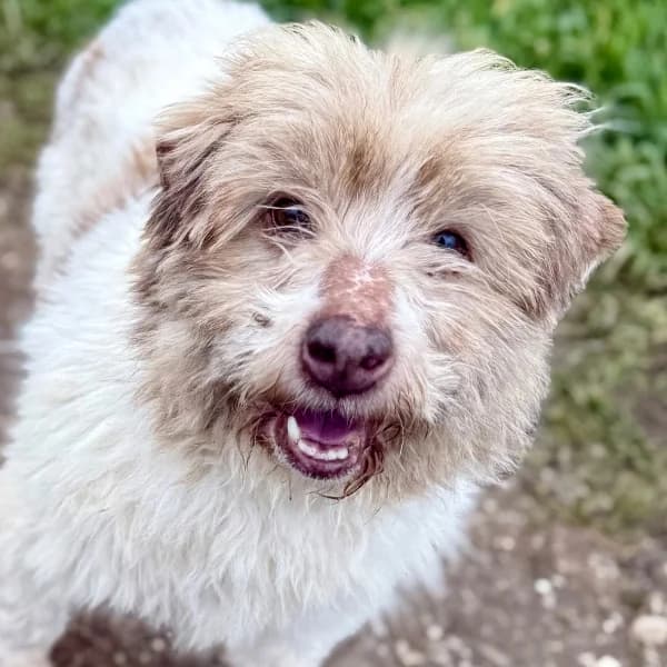 Roulis, male Mixed Breed for adoption at Griechische Pfötchen suchen ein Zuhause e.V., Norderstedt