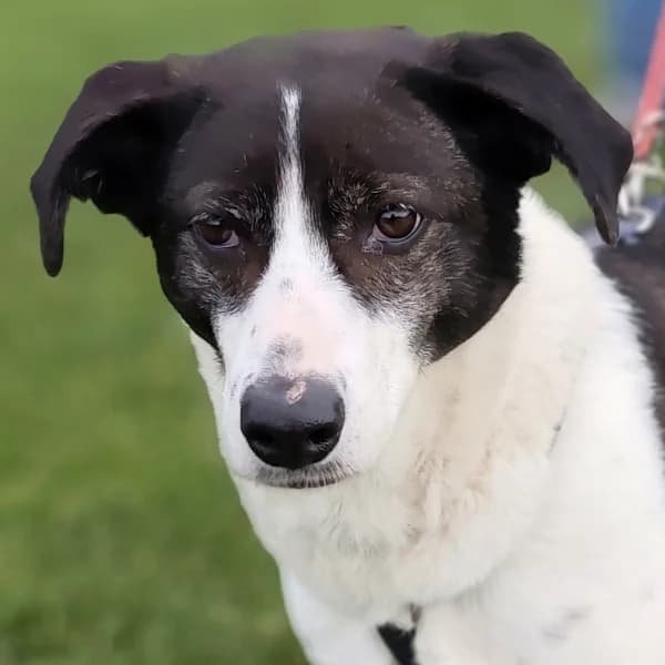 Samantha wartet im Tierpflegenest in 71522 Backnang, female Mixed Breed for adoption at Griechische Pfötchen suchen ein Zuhause e.V., Norderstedt