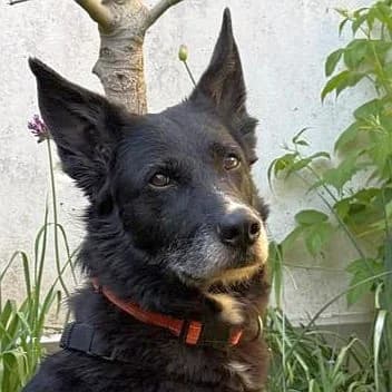 Sarra wartet in 70619 Stuttgart, female Mixed Breed for adoption at Griechische Pfötchen suchen ein Zuhause e.V., Norderstedt