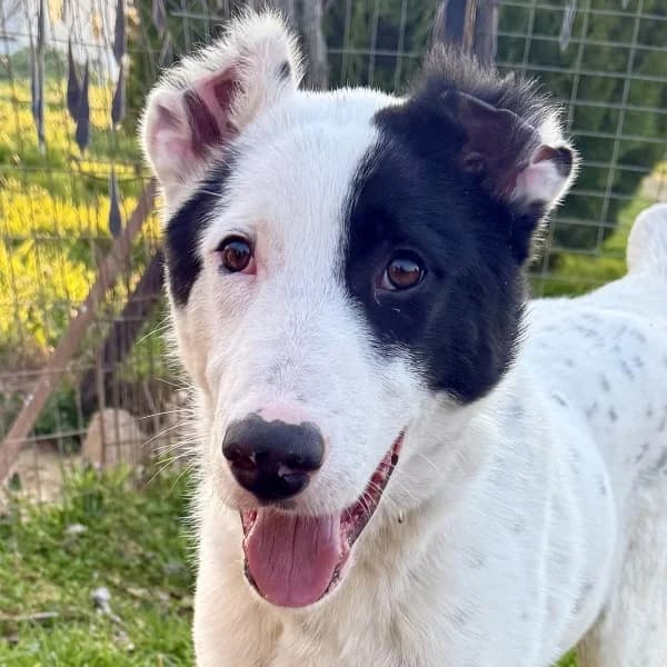 Scooby-Doo, male Mixed Breed for adoption at Griechische Pfötchen suchen ein Zuhause e.V., Norderstedt