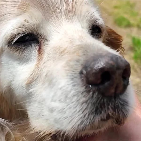 Sebastian, male mixed breed for adoption at Griechische Pfötchen suchen ein Zuhause e.V., Norderstedt