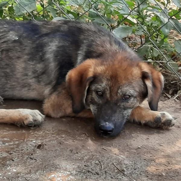 Siera, female Mixed Breed for adoption at Griechische Pfötchen suchen ein Zuhause e.V., Norderstedt