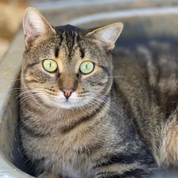 Simba, European Shorthair for adoption at Griechische Pfötchen suchen ein Zuhause e.V., Norderstedt