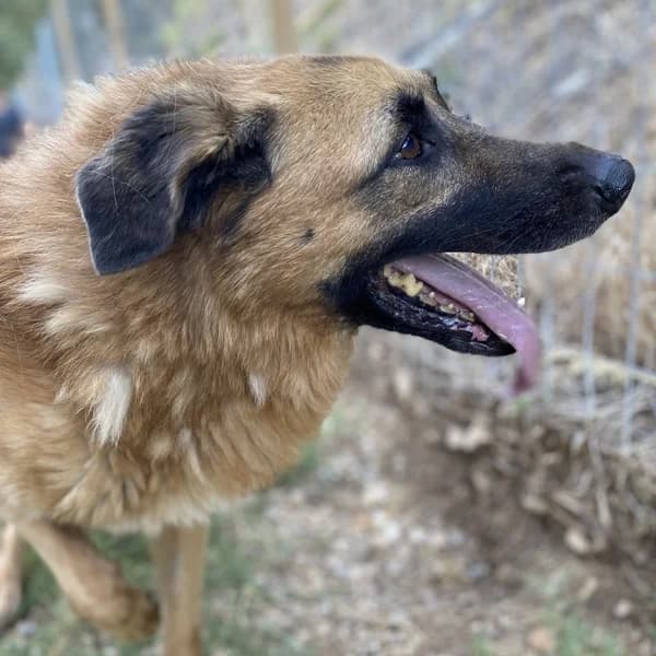Sissy, female German Shepherd for adoption at Griechische Pfötchen suchen ein Zuhause e.V., Norderstedt