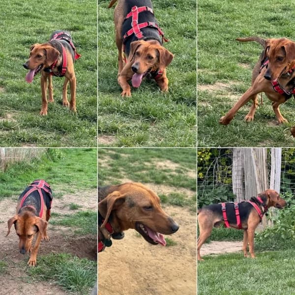 Snicker wartet in 50354 Hürth – reserviert, male mixed breed for adoption at Griechische Pfötchen suchen ein Zuhause e.V., Norderstedt
