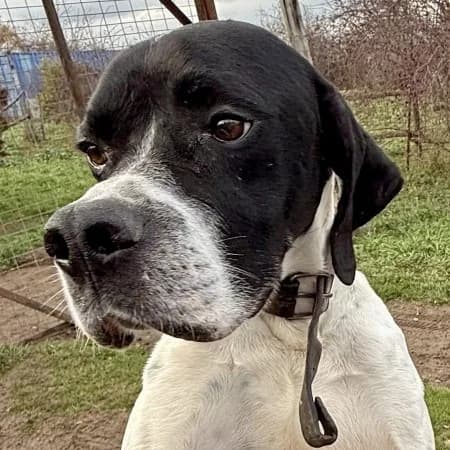 Stefano – reserviert, male Pointer for adoption at Griechische Pfötchen suchen ein Zuhause e.V., Norderstedt