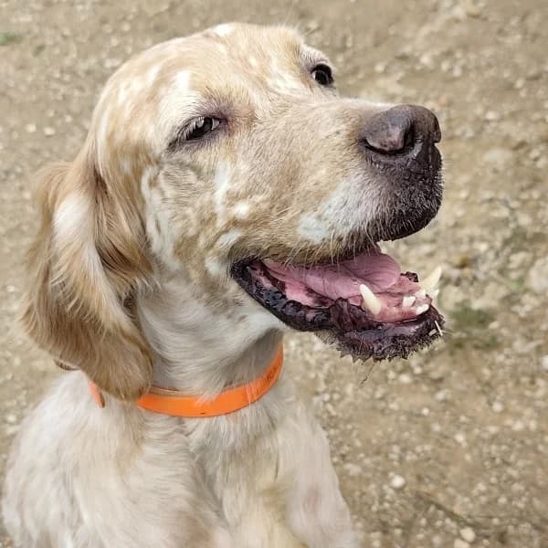 Stella, female mixed breed for adoption at Griechische Pfötchen suchen ein Zuhause e.V., Norderstedt